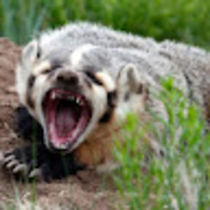 Meet your Posher, Mason